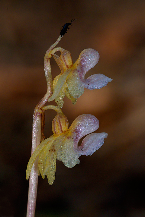 Epipogium aphyllum